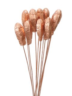 Mehogany Pod Metallic Copper On Stem GDF48220
