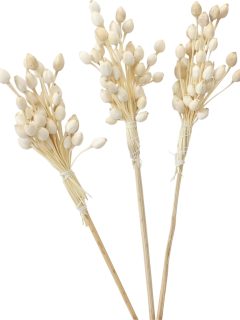 Moti Bunch Bleach on Stem GDF48392