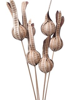 Naru Onion Natural on Stem