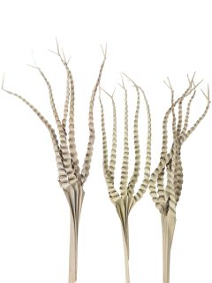 Palm 5 Finger Natural on Stem GDF45222