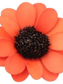 Palm Beli Orange