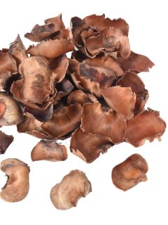 Palm Cap Petal Natural GDF41212