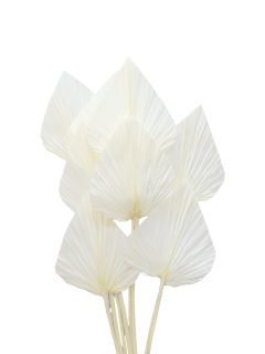 Palm Spear Large Bleach GDF41266