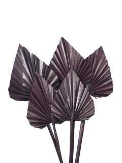 Palm Spear Large Dark Brown GDF41285
