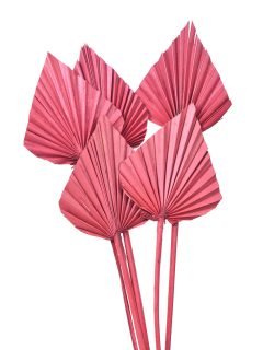 Palm Spear Large Red GDF41300