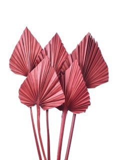 Palm Spear Large Wine Red GDF48276