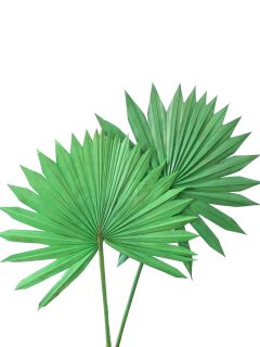 Palm Sun Spear Large Apple Green GDF41343