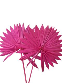 Palm Sun Spear Large Dark Pink GDF41352