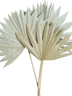 Palm Sun Spear Large