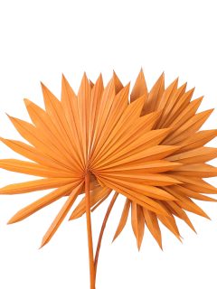 Palm Sun Spear Large Orange GDF41363
