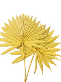 Palm Sun Spear Large Yellow GDF41370