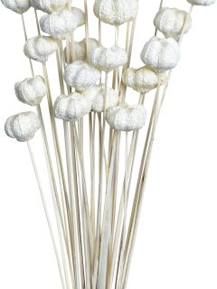 Paras Pod Bleach on Stem GDF46147