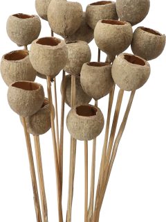 Pep Cup Natural on Stem GDF46144