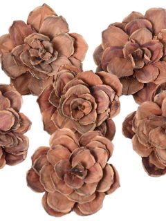 Pinion Rose 8 cm Natural