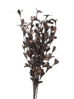 Rud Stick Special Dark Brown