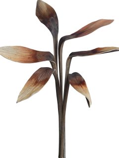 Shoe Horn Natural GDF41569