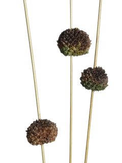 Sponge Ball Thistle Natural on Stem GDF47779