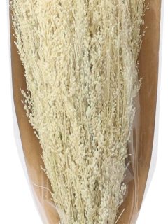 Star Grass Bleach GDF44206