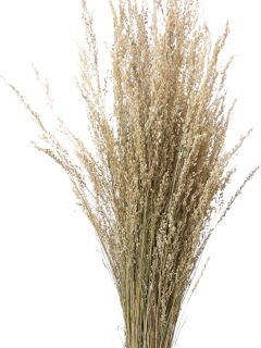 Star Grass Natural GDF44648