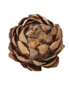 Strobus Ball GDF48420