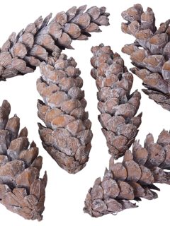 Strobus Medium White Wash GDF41931