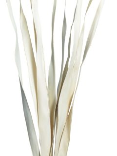 Sun Palm Leaves Bleach GDF44173