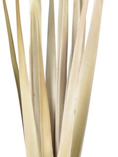Sun Palm Leaves Natural GDF41971