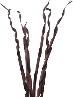 Sun Palm Roll Dark Brown GDF43843