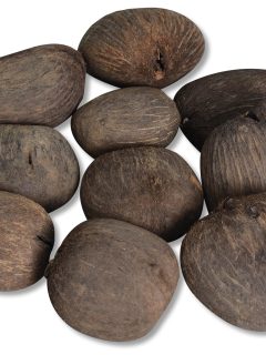 Tal Pod Natural GDF47755