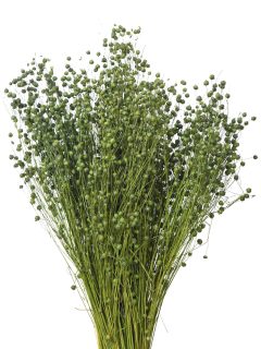 Tishi Grass Apple Green GDF46832