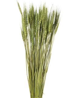 Wheat Grass Apple Green GDF42053