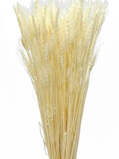 Wheat Grass Bleach GDF42706