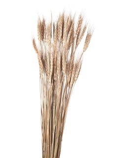 Wheat Grass Natural GDF42064