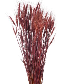 Wheat Grass Wine Red GDF42062