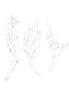 White Bush Bleach GDF42065