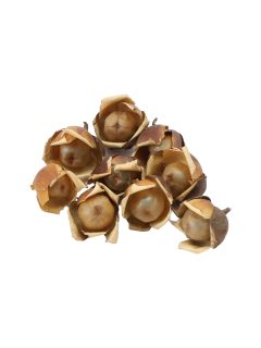 Wood Rose Natural GDF47770