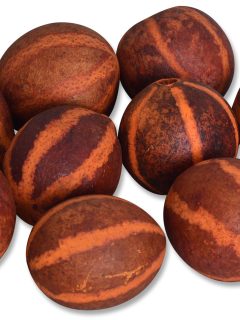 Zebra Pod (5-7 cm) Direct Orange GDF42108